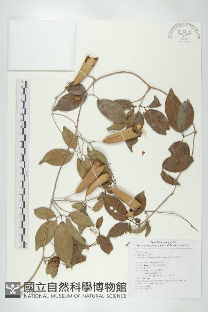 穿山龍藏品圖，第1張