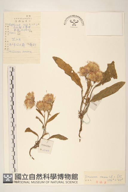 草地風毛菊藏品圖，第1張