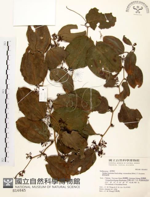 糙莖菝契藏品圖，第1張