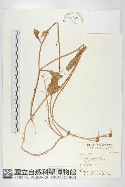 蘿蔔、夢卜藏品圖，第1張