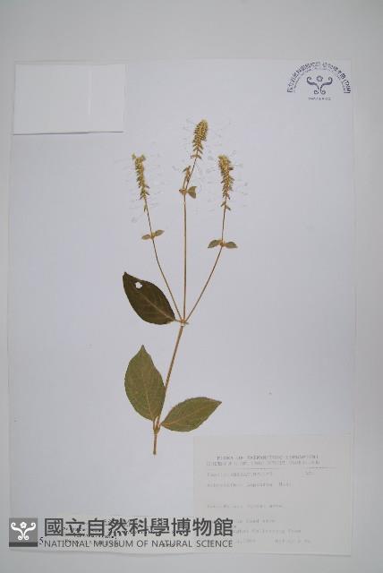 日本牛膝藏品圖，第1張