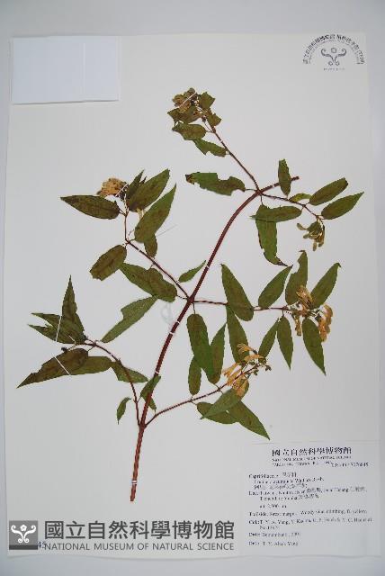 阿里山忍冬、漸尖葉忍冬藏品圖，第1張