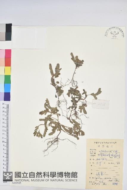 葉下珠、珠仔草藏品圖，第1張