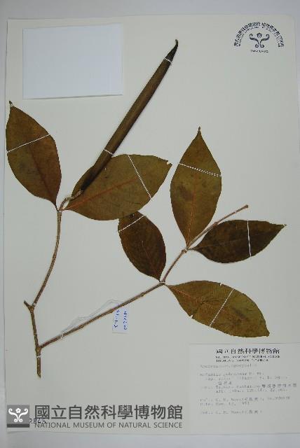 雷君木藏品圖，第1張