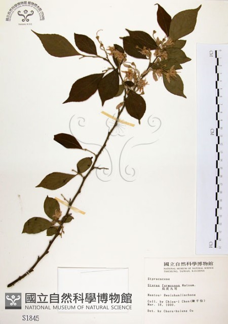 烏皮九芎、奮起湖野茉莉藏品圖，第1張