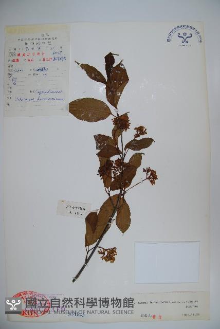 滇緬莢迷藏品圖，第1張