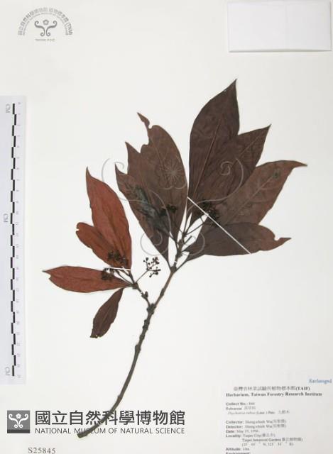 九節木、牛屎烏、青龍吐霧藏品圖，第1張