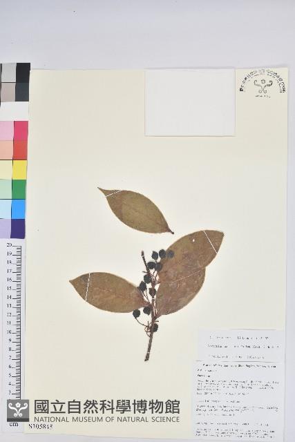 軟骨邊越桔藏品圖，第1張