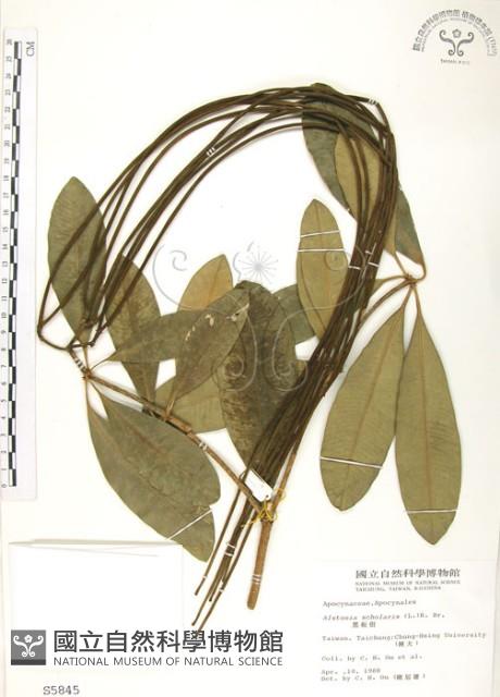 黑板樹藏品圖，第1張