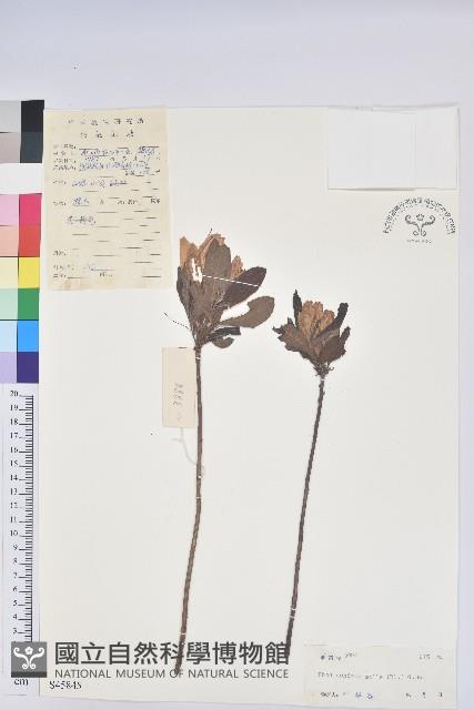 羊躑躅藏品圖，第1張