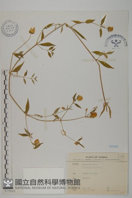 狗筋蔓藏品圖，第1張