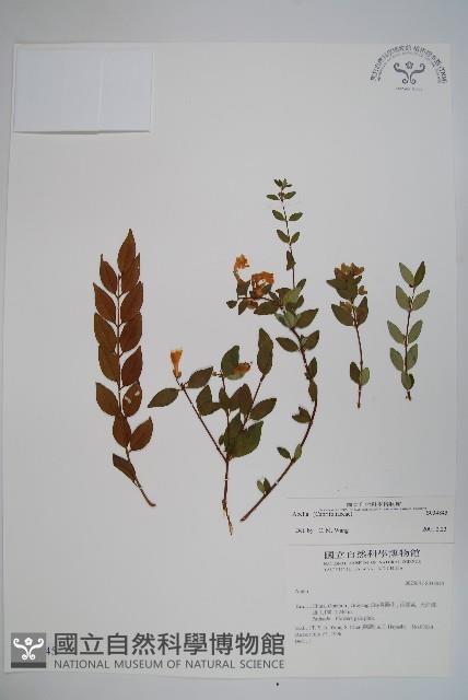 登錄號:S034845藏品圖，第1張