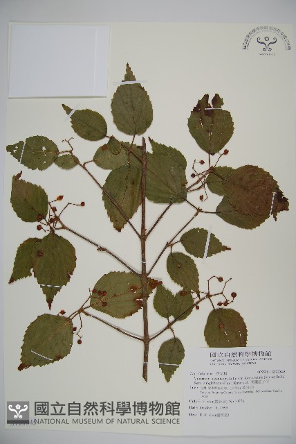 闊葉紅子仔藏品圖，第1張