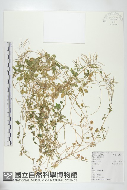 碎米薺藏品圖，第1張