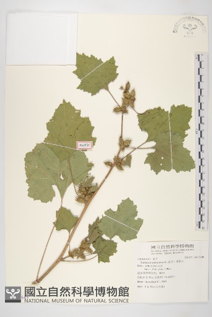 蒼耳、羊帶來藏品圖，第1張