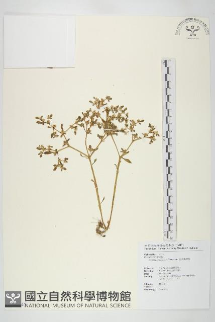 星果佛甲草藏品圖，第1張