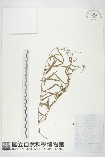 田旋花藏品圖，第1張