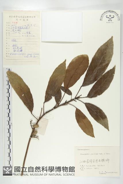 薯豆藏品圖，第1張