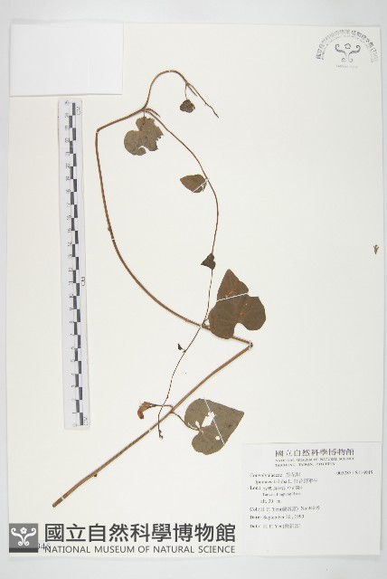 紅花野牽牛藏品圖，第1張