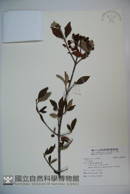 登錄號:S096945藏品圖，第1張