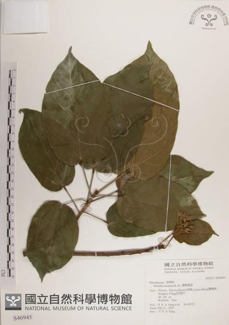 蘭嶼蘋婆藏品圖，第1張