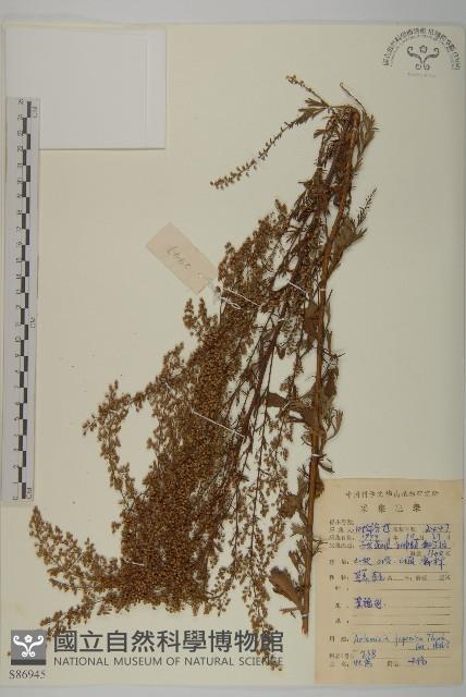 牡蒿藏品圖，第1張