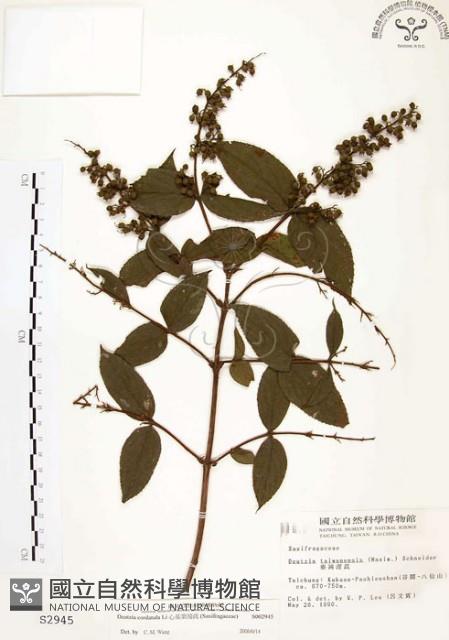 心基葉溲疏藏品圖，第1張