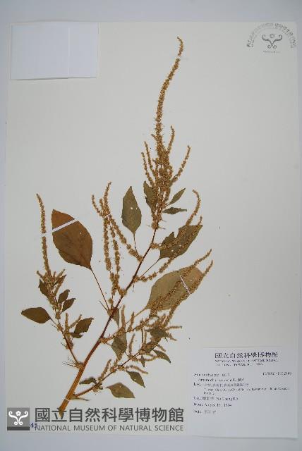 刺莧藏品圖，第1張