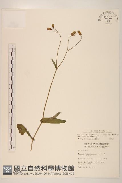 紫背草藏品圖，第1張