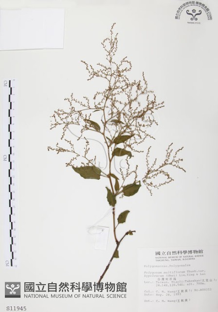 臺灣何首烏藏品圖，第1張
