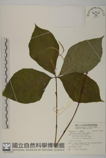 臺灣及己藏品圖，第1張