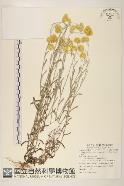 鼠麴草藏品圖，第1張