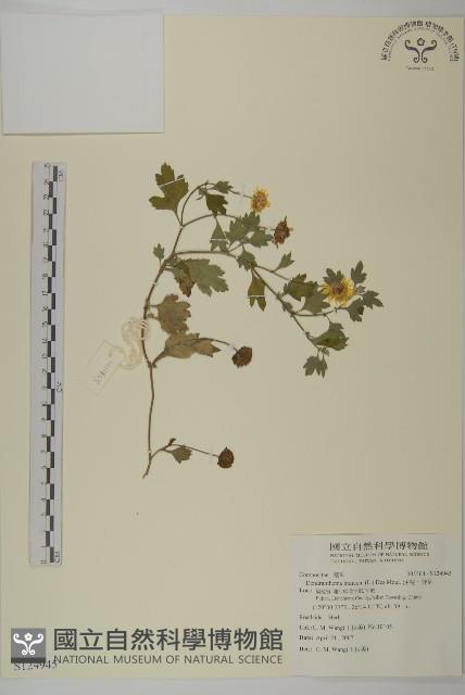 油菊、野菊藏品圖，第1張