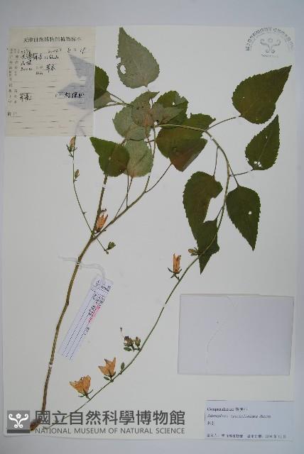 薺苨藏品圖，第1張