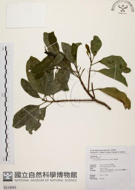 降真香藏品圖，第1張