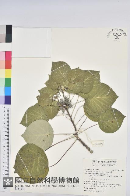 血桐藏品圖，第1張