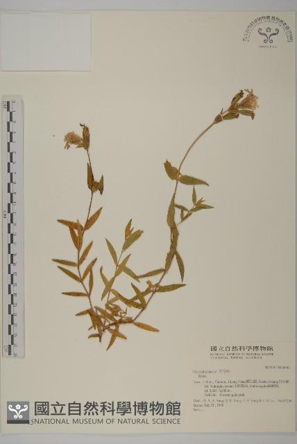 登錄號:S034945藏品圖，第1張