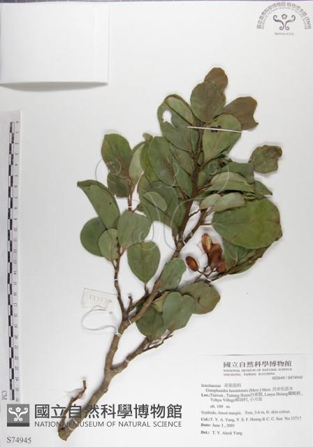 呂宋毛蕊木藏品圖，第1張