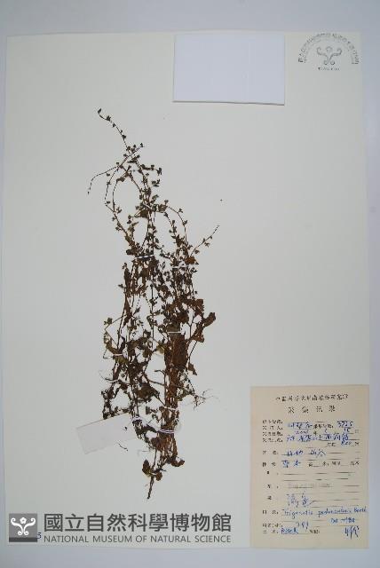 附地菜藏品圖，第1張