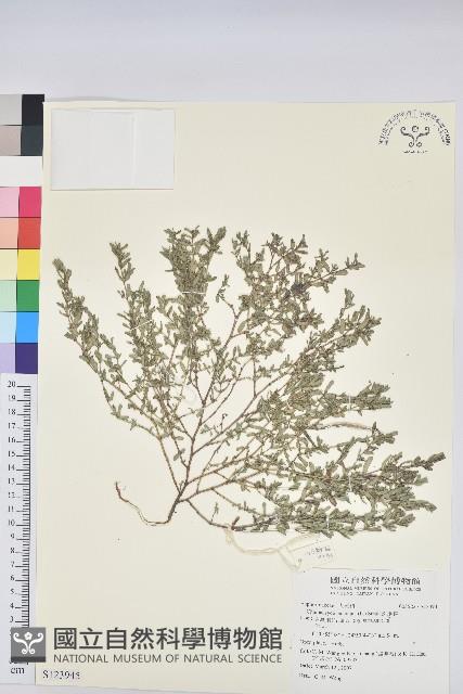 斑地錦藏品圖，第1張