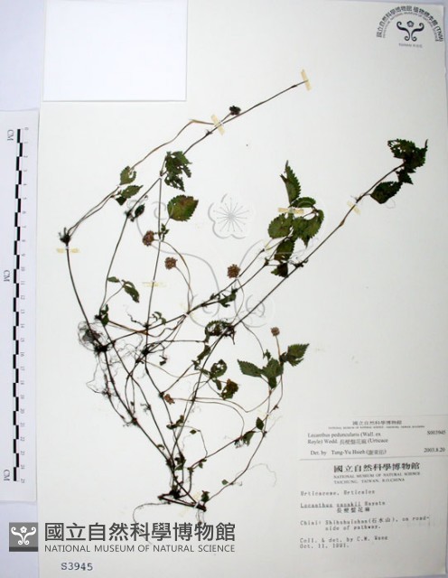 長梗盤花麻藏品圖，第1張