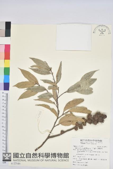 細刺苦櫧、草野錐果藏品圖，第1張