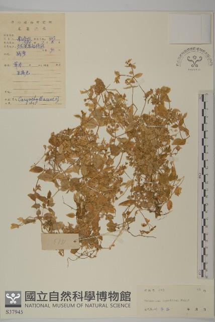 牛繁縷藏品圖，第1張