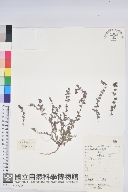 千根草藏品圖，第1張