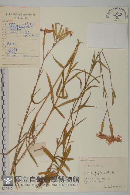 瞿麥藏品圖，第1張