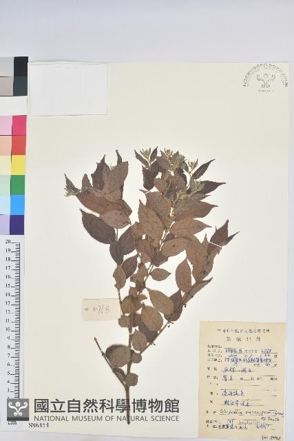 香葵藏品圖，第1張