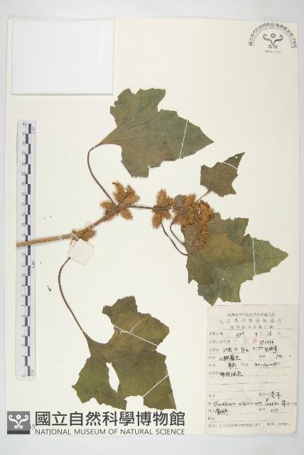 蒼耳藏品圖，第1張