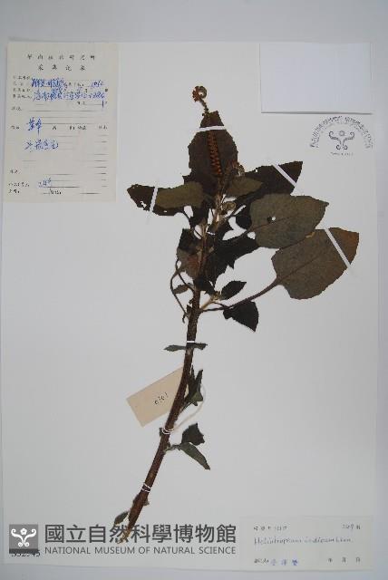 狗尾草藏品圖，第1張