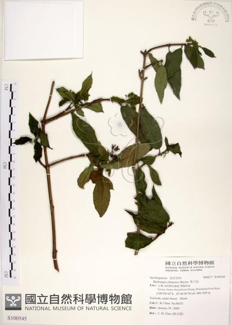 華八仙藏品圖，第1張