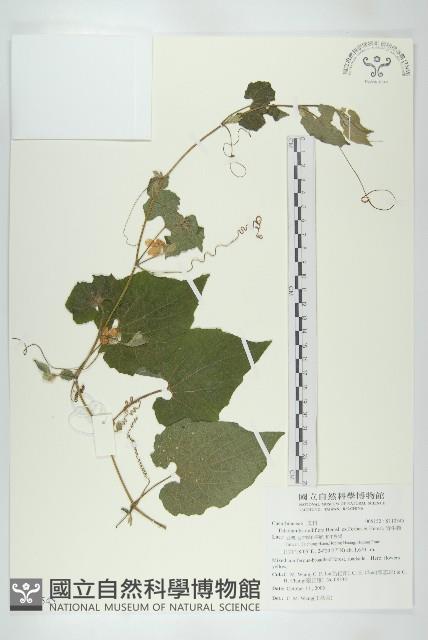 青牛膽藏品圖，第1張